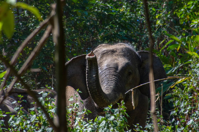 A dark grey female Asian elephant standing in a forest raising trunk in the air, partially obscured by branches at the foreground of the shot.