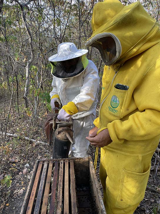 Um apicultor em um macacão branco segura um defumador. Um outro apicultor em um macacão amarelo segura uma moldura de cera com abelhas no lado direito. Uma caixa de abelha aberta está na frente dos dois apicultores.