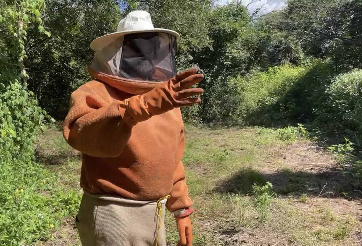 A beekeeper a full bee suit stands in a clearing of a green, shrub forest, characteristic of the Caatinga.