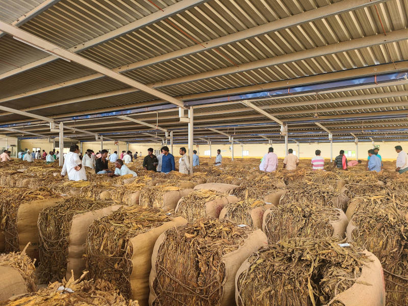 Stacks of tobacco leaves are bundled and displayed on the floor. In the back, people are gathered around, talking and standing. 