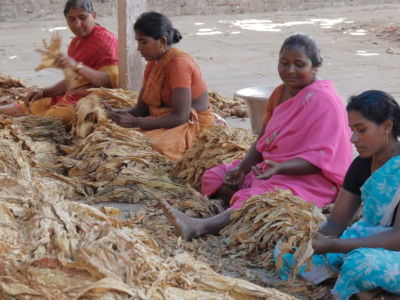 Four women are sorting out tobacco leaves. They are wearing colorful saris and sitting on the floor. 