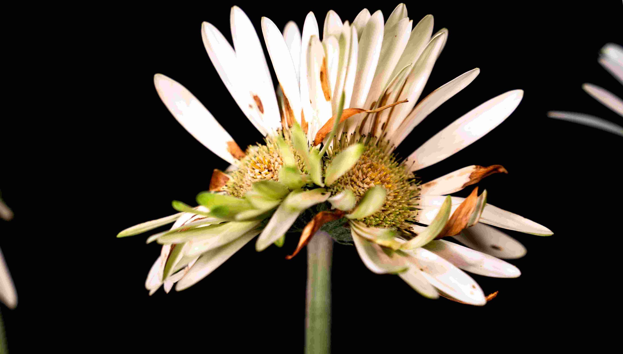 A macro image of a fasciated flower against a black backdrop.The flower has a conjoined bloom. 