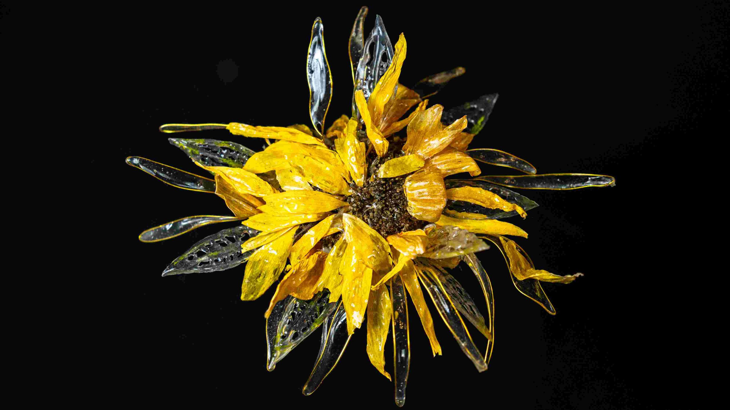 A straight-on image of a dried, fasciated sunflower against a black background. The work is titled "The Sabrina” as a homage to an AIM Lab member who donated this flower from her garden. T he sunflower's yellow petals are interspersed with sculpted resin petals, creating blend of natural and artistic elements