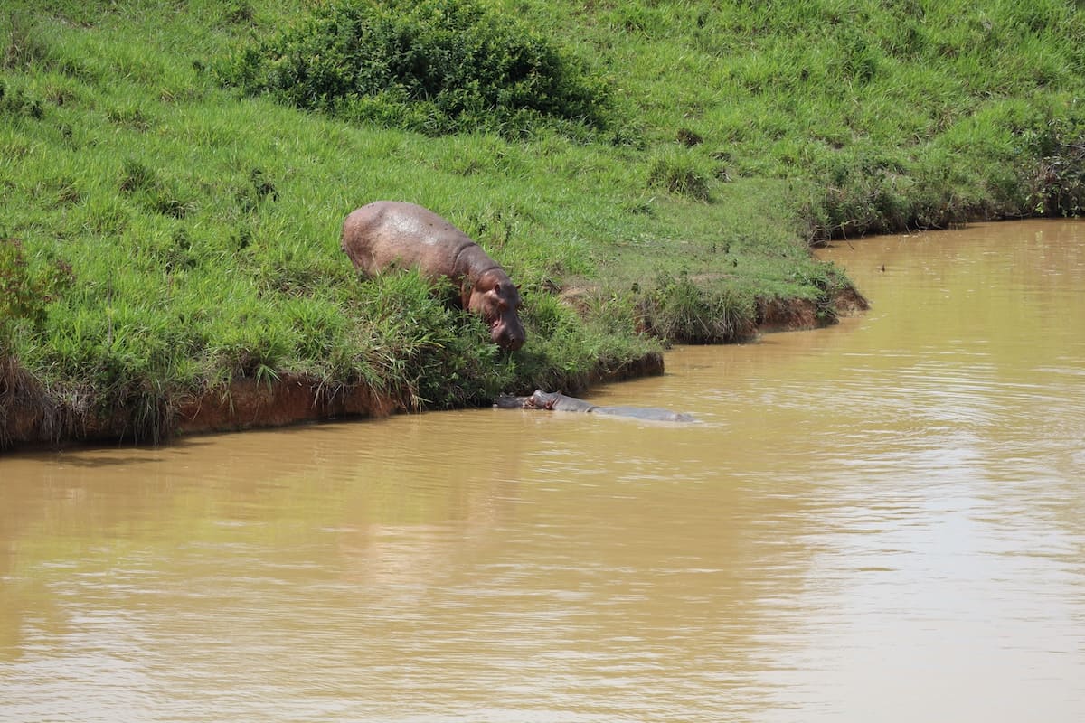 Two hippos on the banks of the river