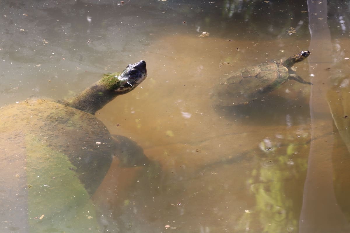 Two turtles submerged in the water.