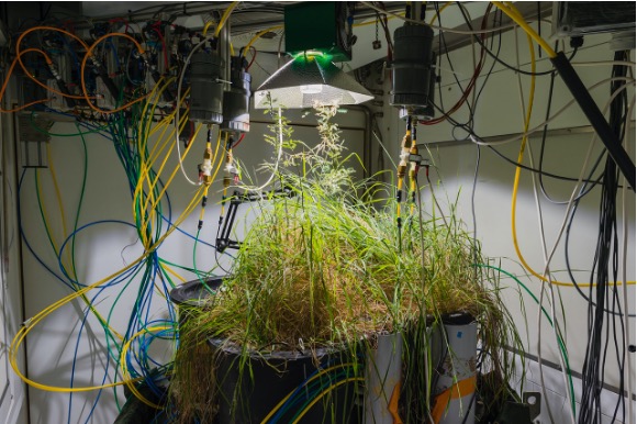 Tangles of wires and a lamp overhang pots filled with shrubs growing in a laboratory.