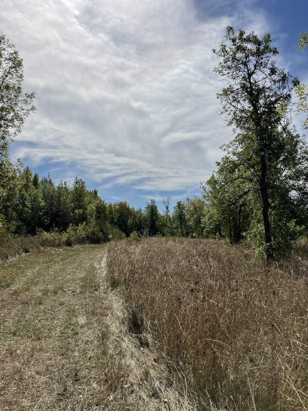 A grassy trail surrounded by evergreen trees.