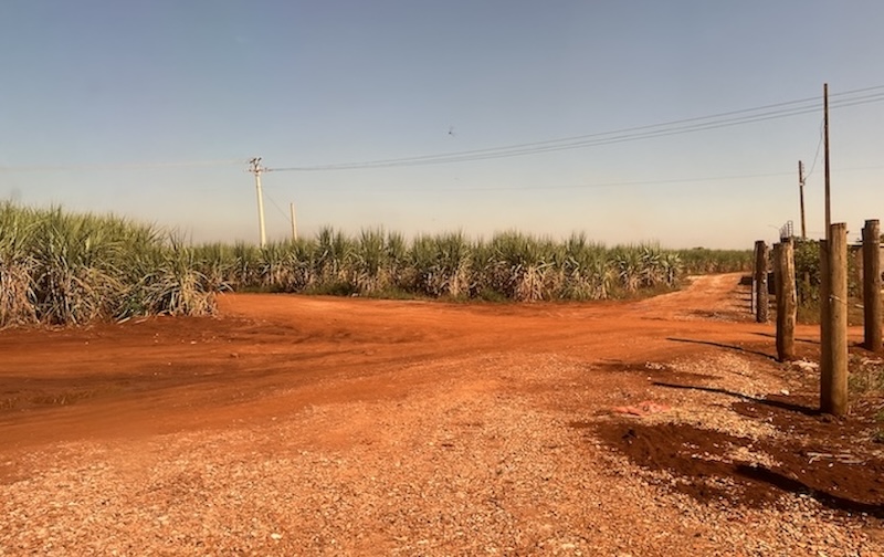 A red dirt road intersection, surrounded by sugarcane: tall stalks have thin green leaves near the top and browner leaves toward the bottom. The sky is blue, and a powerline hovers over the cane in the background.