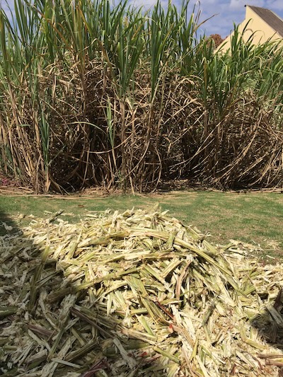 Pressed sugarcane stalks lay limp in a pile in the foreground, with growing sugarcane stalks in the background.