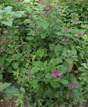 Pink flowers immersed within a green foliage.