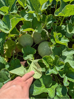 The image shows a hand clearing a bunch of green leaves. In the middle of the photograph are unripe green cantaloupes.
