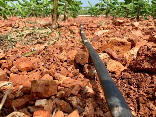 Drip pipe on a bed of small abraded rocks passing through a banana farm. There are banana trees in the background. 
