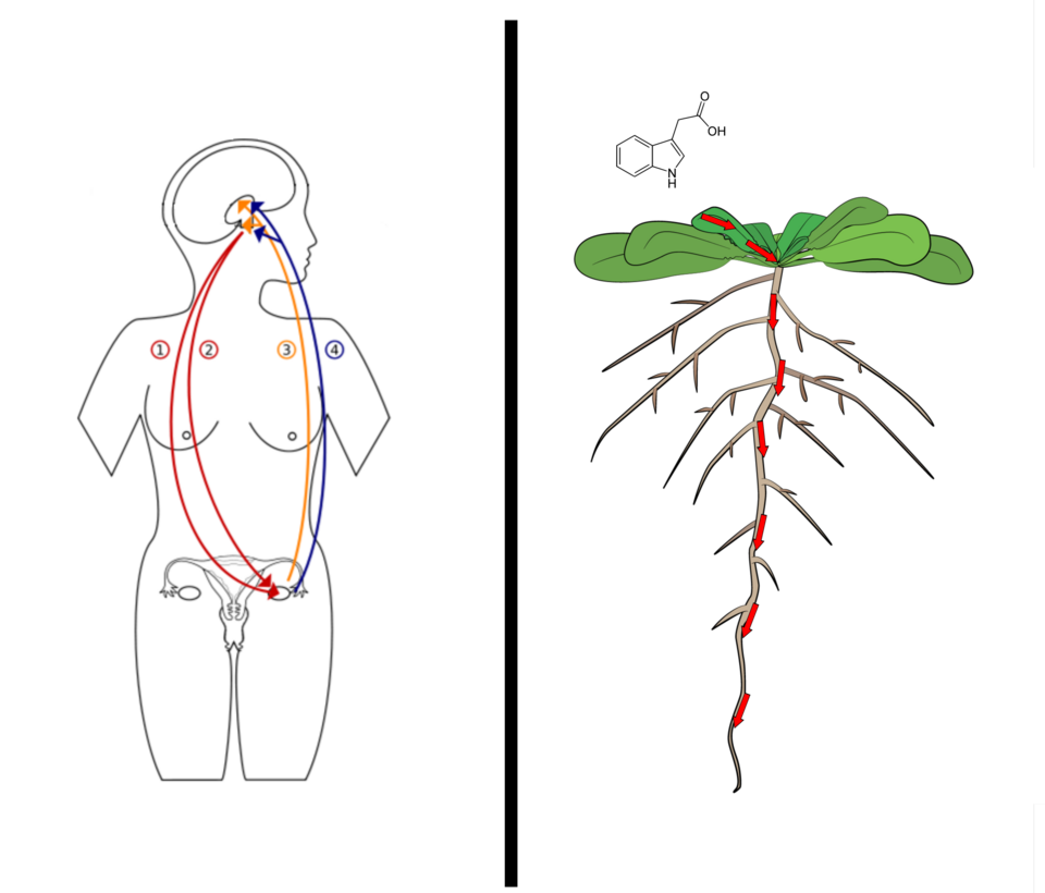 A science illustration split vertically into two halves, each showing how hormones move through organisms. On the left is an outine of a body with breasts and ovaries, with lines going between the genitals and brain to show hormone movement. On the right, a small plant is shown with arrows down its root system. Above, a small chemical symbol denotes the specific hormone.