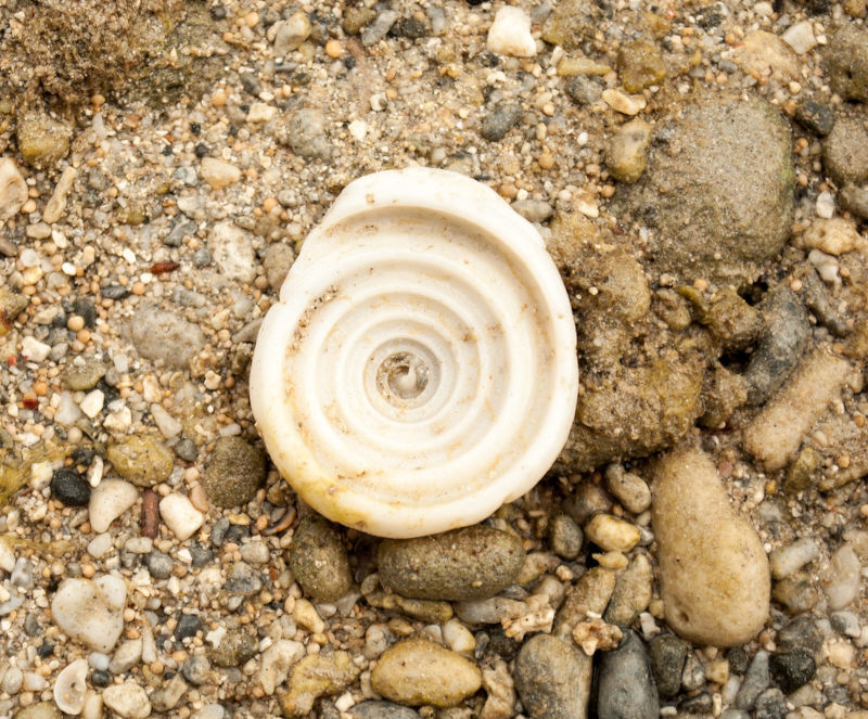 A photo of a white spiral shell with sand in the backdrop.