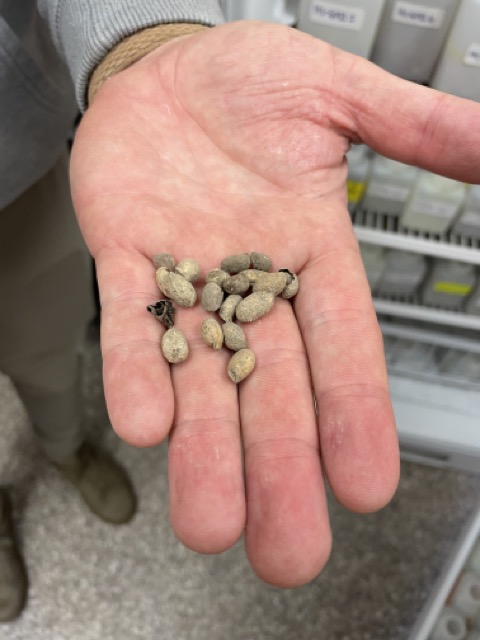 A white hand holds out small wild peanut pods.
