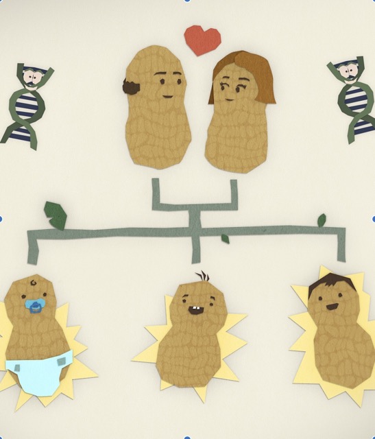 The two peanuts from teh game show are placed at the center of a family tree with a heart between them. Also placed on the tree are their three peanut children: an infant with a diaper and pacifier, a baby, and a toddler. On either side of the family tree are animated DNA strands with smiling faces.