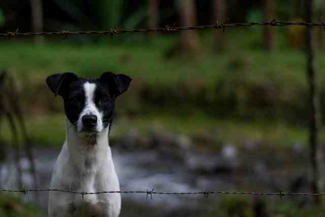 Black and white dog standing behind a barbed wire fence, looking directly at the camera, with a blurred green rural background.