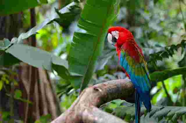 Close-up of a red, green, and blue parrot perched on a branch, with a blurred green background.