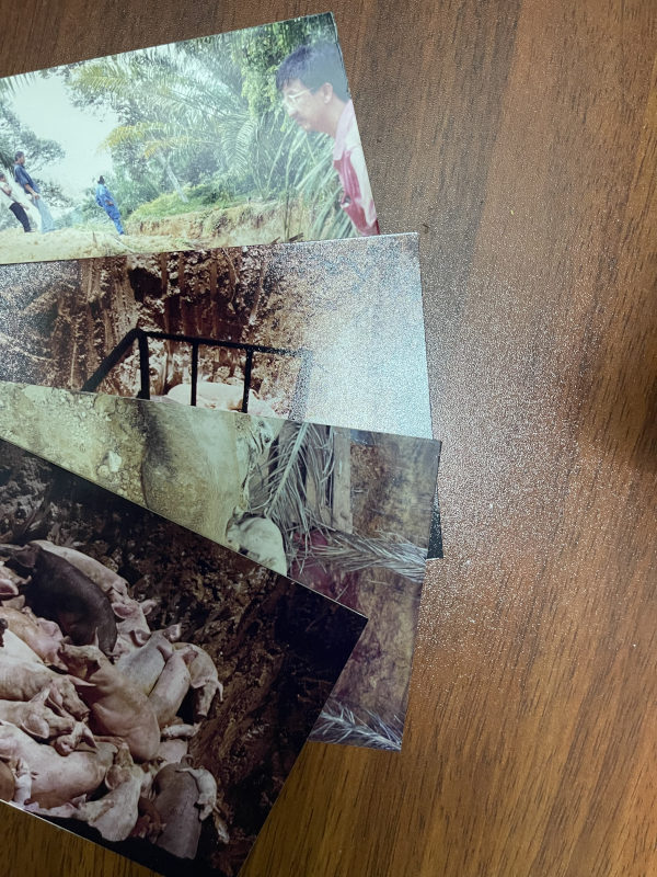 A photograph four overlapping printed photographs laid on a wooden table. The photos document a pig burial pit, one shows several people standing near an excavated area, another shows a fenced pit or trench, and the bottom photo shows a large number of pig carcasses piled together in a pit.