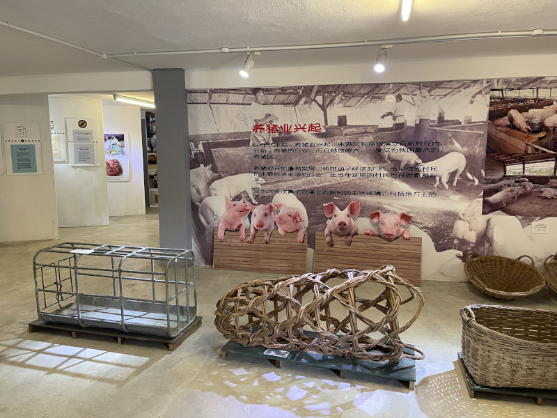 A photograph of a museum exhibit on the history of pig farming in rural Malaysia, featuring historical photographs, text, and livestock-handling equipment. A metal pig crate and woven baskets are displayed in front of a large wall panel showing pigs and archival images of pig production.