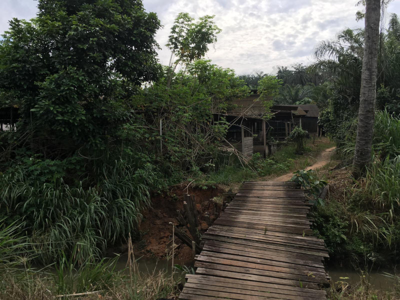 A Photograph of a narrow wooden footbridge crossing a stream in a rural tropical landscape. Dense vegetation surrounds a dirt path leading to several modest wooden buildings partially hidden among trees and oil palms.