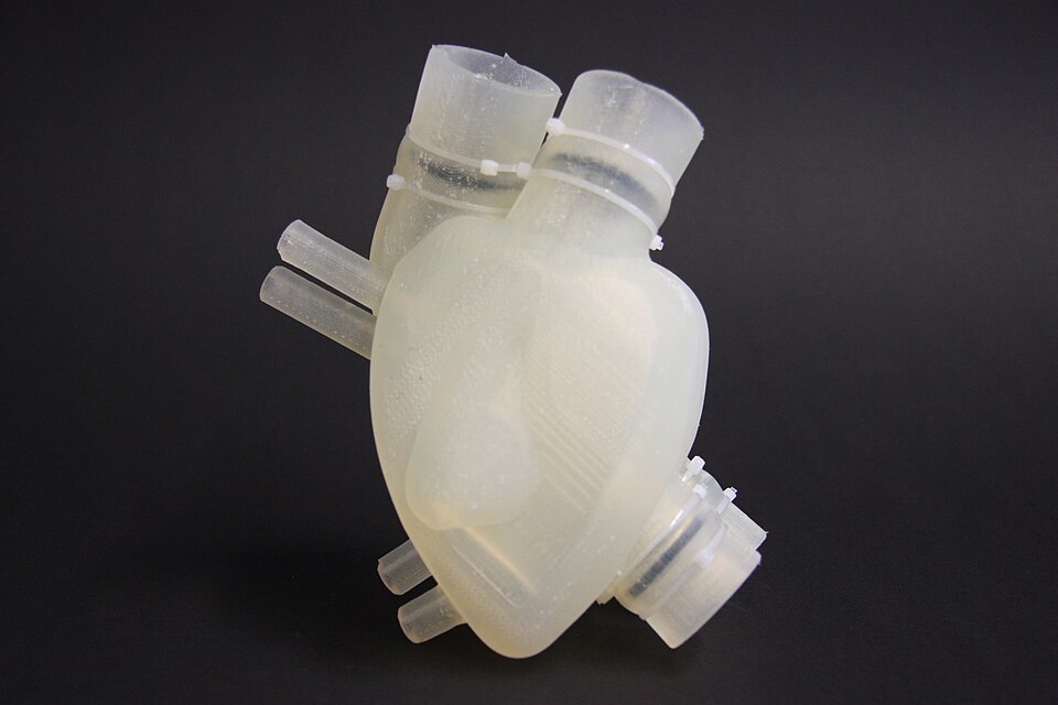 Translucent anatomical heart model with tube-like connectors displayed against a dark background.