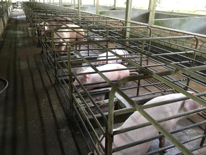 數頭豬隻被飼養在一座小型商業豬舍內的獨立金屬欄位中。牠們或站立、或躺臥於狹窄的欄舍內，欄位沿中央走道整齊排列，地面為混凝土鋪面。