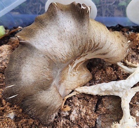 A large fan-shaped mushroom with dark-brown edges fading to white. The side of the plastic bucket is visible in the background.
