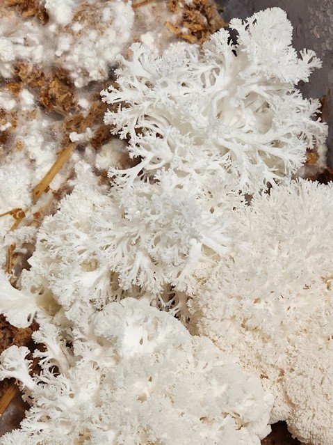 A white mushroom with multiple delicate branches and a lace-like structure. The background shows areas of dense white mycelium.