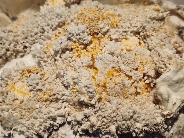 A grey coloured mushroom body made up of multiple small nodes. The mushroom is covered in golden droplets of liquid in varying sizes.