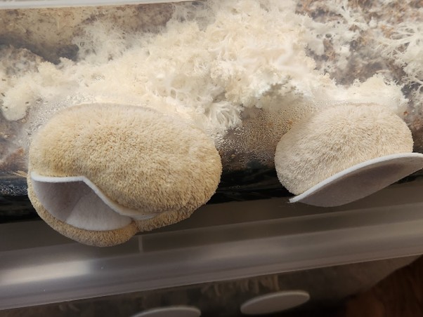Two rounded shaggy white mushroom fruits that have pushed through holes in the side of a plastic bucket. A round white felt filter is attached to each of the fruits. A larger, lacey-white mushroom body is visible on the inside of the bucket.