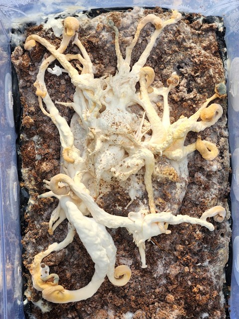 A large, mostly shrivelled up, white mushroom fruit showing over a dozen stems all connected to the same base. There are small amounts of blue-green mould on some of the shrivelled caps. The substrate beneath the mushroom is covered in areas of white mycelium. There are two small areas showing new growth.