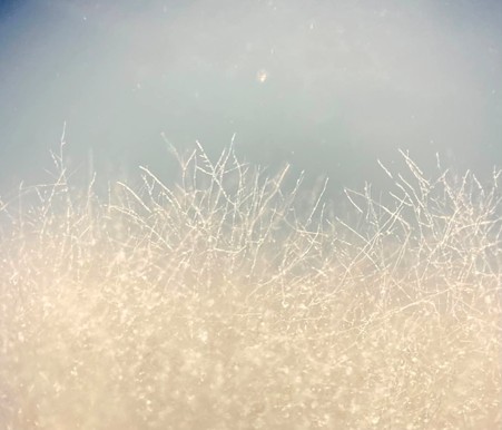 Close-up of delicate, branching white fibers resembling frost or mold, set against a soft blue-gray gradient background.