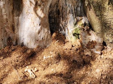 The base of a tree with the large frill of a Black Pearl Oyster mushroom alongside a smaller pieces of Black Pearl Oyster mushroom among sun-dappled, scattered substrate.