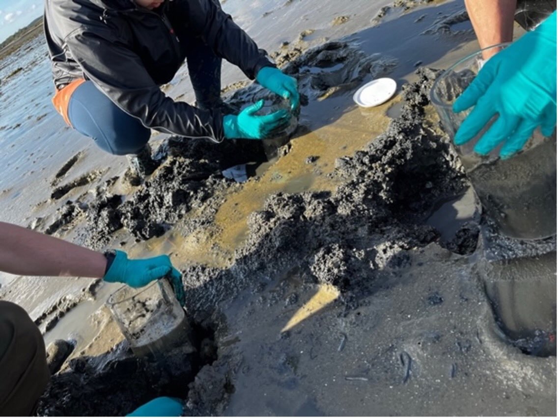 Three samplers collecting sediment samples using green gloves and plastic sampling cores in a muddy coastal environment.