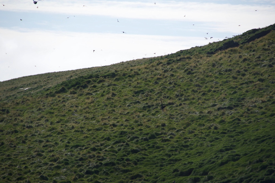 The picture shows a portion of a green hill, covered with small mounds of soil indicating the presence of bird burrows. There are many puffins flying around.