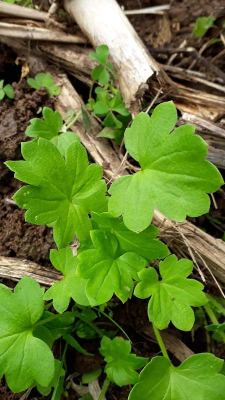 This image shows a plant with vibrant green leaves. You can also see some clovers and thin, dry stems on the ground.
