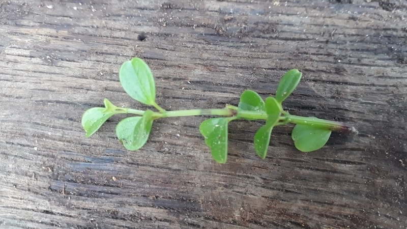 This image shows a close-up of a small, cut green plant resting on a piece of wood. The plant has a short stem and eleven round leaves. 