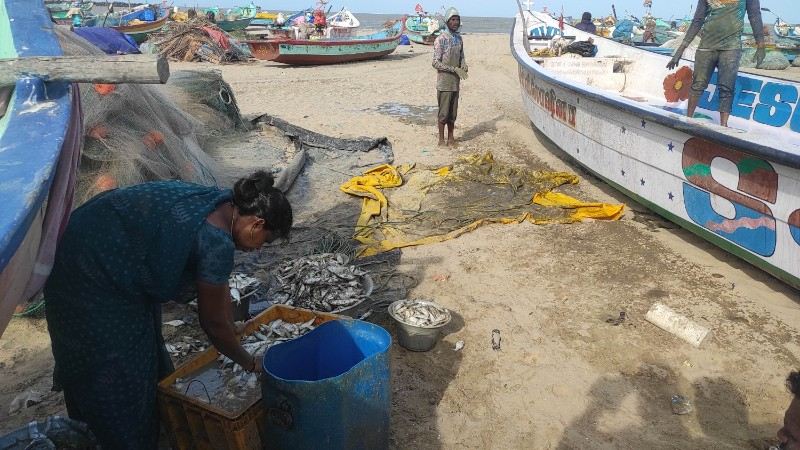 A women in saree standing on the shore surrounded by boats, arranged in an unaligned manner. She bends into a blue bag of fishes and her hands are in the bag. 