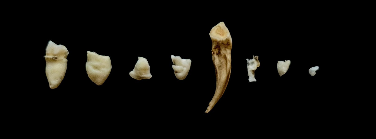 Seven irregularly shaped fragments from two wisdom teeth, arranged from largest (left) to smallest (right). An intact equine incisor is positioned between the fourth and fifth fragments.