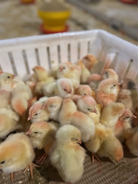 Baby chiks in white basket