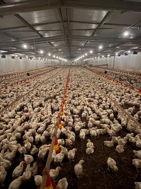 Long rows of chickens inside broiler