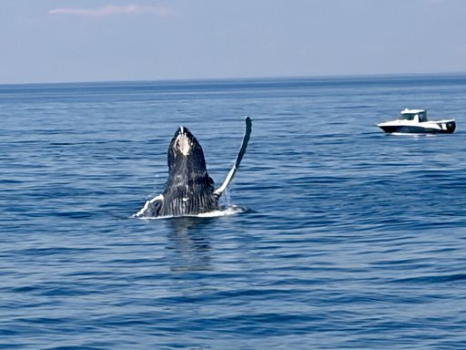 A humpback rising from the ocean, with their head and pectoral fin out of the water, seemingly waving. A small boat in the distance, to their right.
