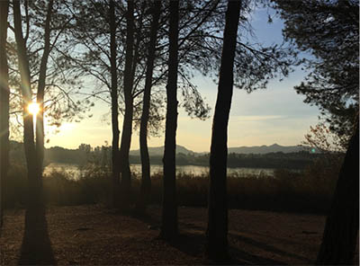 Image of trees and water at dawn, illustrating the "Dawn of Digital Therapeutics"