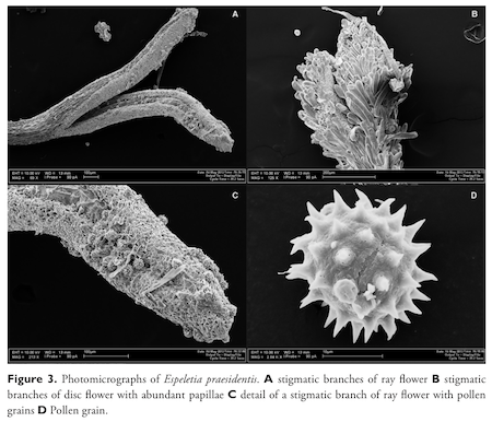 Black and white microscopic images of textured fibers and spiky balls are distinguished in four panels and labeled with significant morphological features.