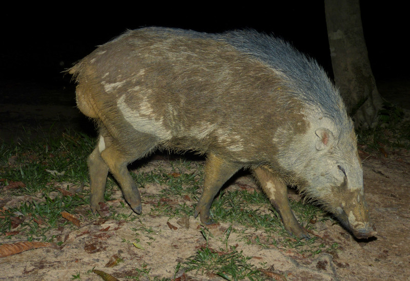 A wild boar (sus scrofa vittatus) is covered in mud and roams a forest in Pahang, Malaysia.