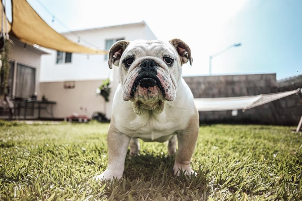Photo of a white british bulldog looking at the camera in the backyard of a house