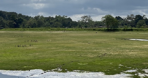 A view of a field with birds