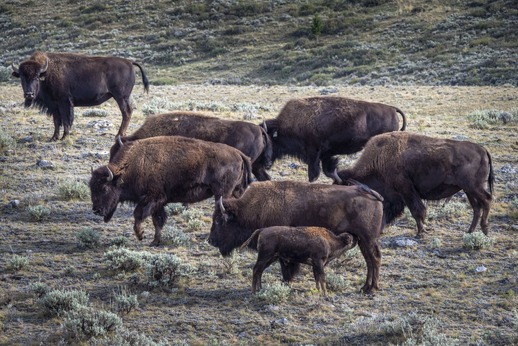 A herd of buffalo grazing across an open grassland landscape.
